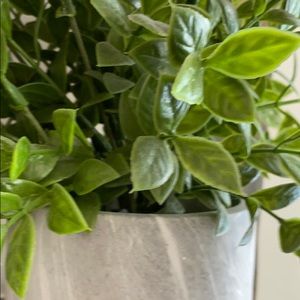 Meet your Posher, Reyna